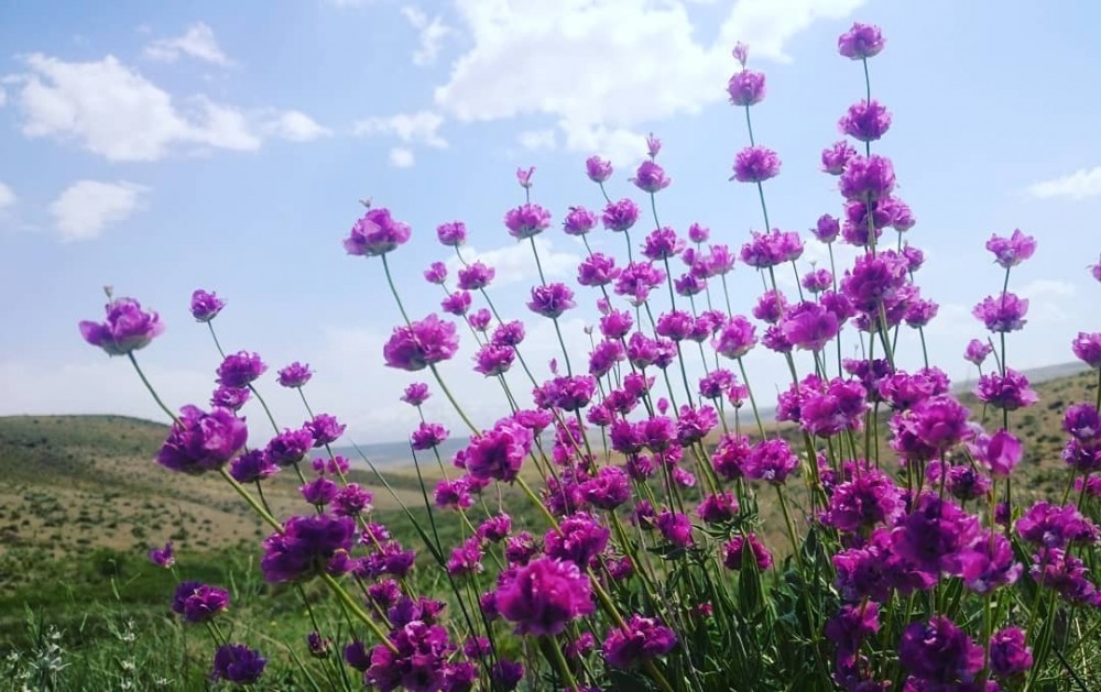 گیاه دارویی ارون